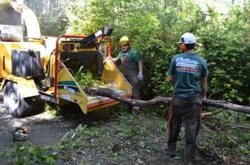 tree services Franklin